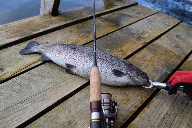 Maximus Legend Area — ловим прудовую форель «правильно»