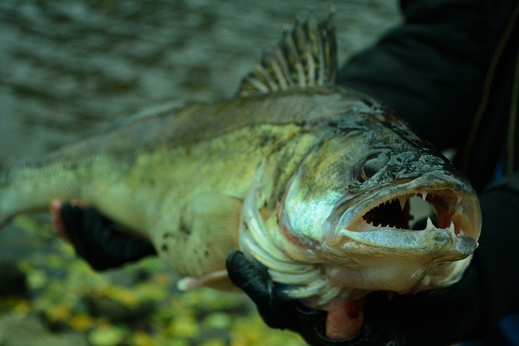 Судак белых ночей, или история одного трофея
