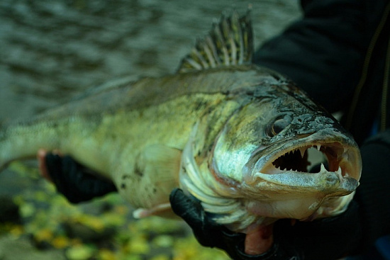 Судак белых ночей, или история одного трофея